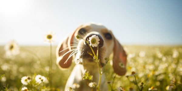 8 odeurs qui repoussent les chiens