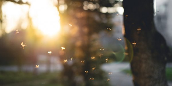 Les idées reçues sur les moustiques sont-elles vraies ou fausses ?