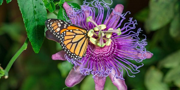 Les 5 plantes qui attirent les papillons dans votre jardin