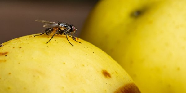 Mouche orientale : que sait-on de cet insecte qui cible nos fruits ?