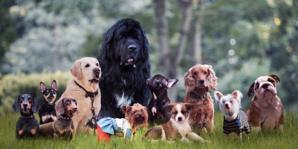 Quelle est l'espérance de vie de votre chien en fonction de sa race ? 