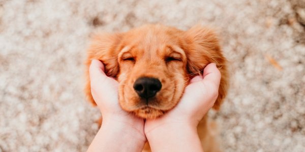 7 gestes qui stressent votre chien