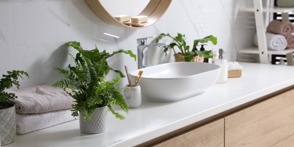 5 plantes pour une salle de bain sans fenêtre