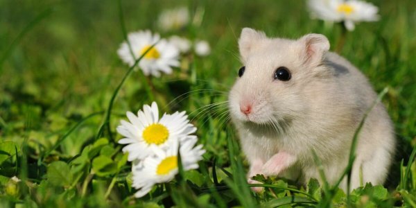 Quelle est la différence entre un rat et une souris ?
