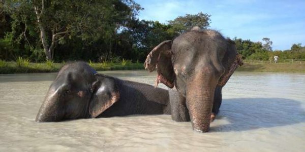 « Les merveilles du Cambodge », sur France 5 : au-delà d’Angkor, à la rencontre de rats démineurs et d’éléphants retraités
