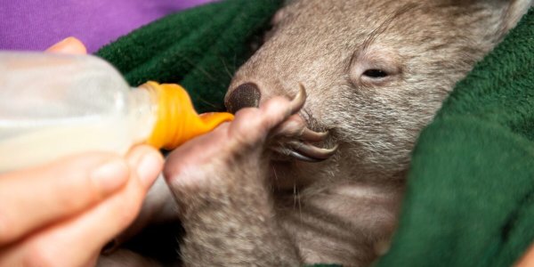 Vidéo : un bébé wombat orphelin suce son pouce dans les bras de sa sauveuse