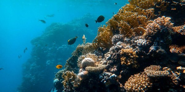 Plus de 5 000 espèces inconnues découvertes dans le Pacifique