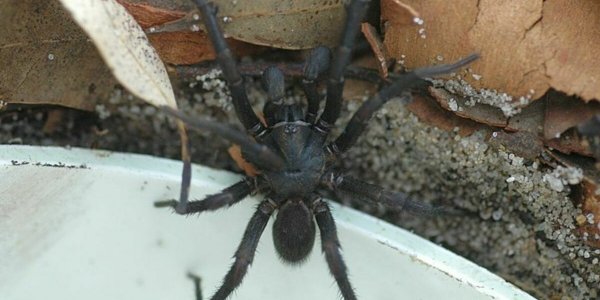Australie : Des araignées mortelles qui peuvent survivre sous l'eau se cachent dans les piscines