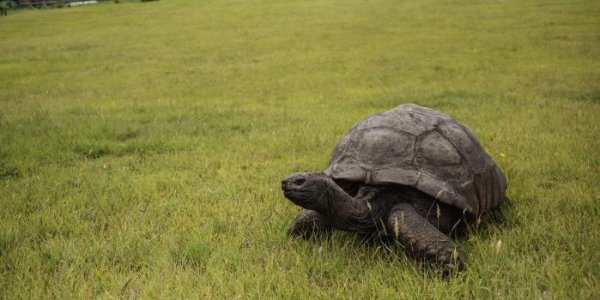 La plus vieille tortue du monde, Jonathan, fête ses 190 ans
