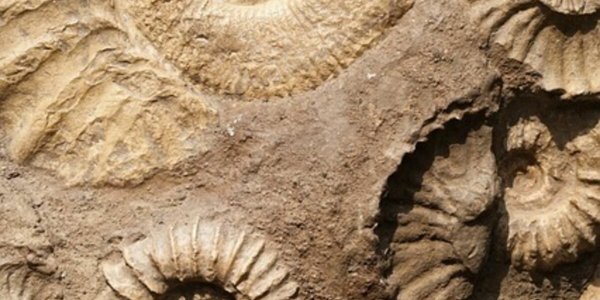 Un garçon de 9 ans trouve un fossile de 200 millions d'années sur une plage au pays de Galles