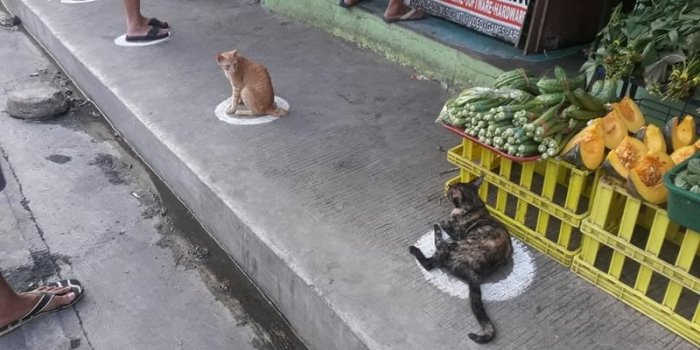 PHOTOS. Ces chats respectent mieux la distanciation sociale que les humains