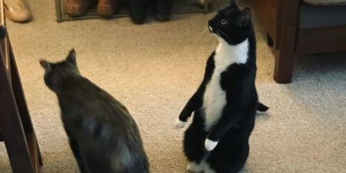 Un chat ou un pingouin ? Difficile &agrave; dire !