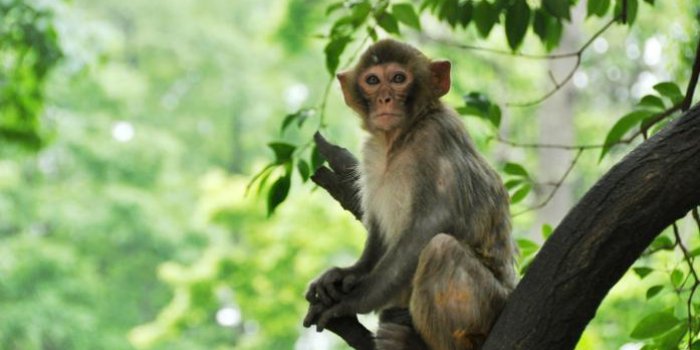 Landes : la SPA condamne l'abattage de 150 macaques d'un parc animalier 