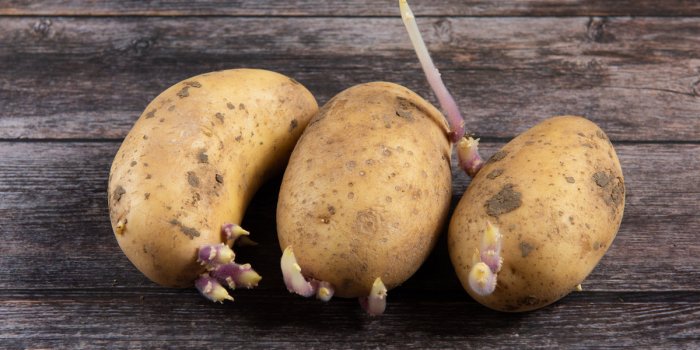 Peut-on manger des pommes de terre germées ? 