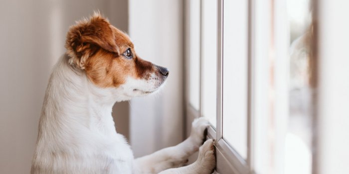"J'ai un animal chez moi" : le dispositif à adopter si vous vivez seul