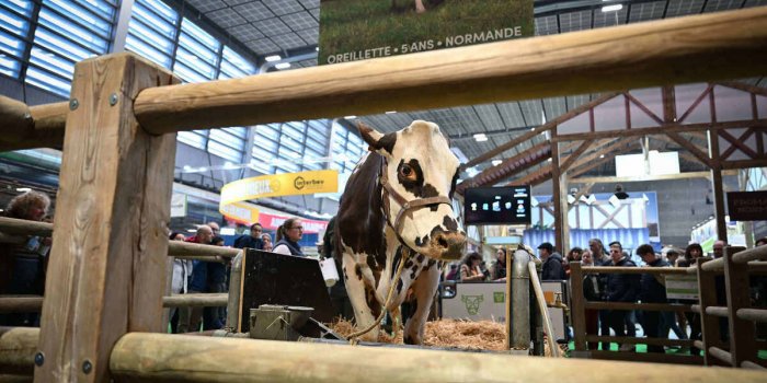 Salon de l'agriculture : Voici les caractéristiques d'"Oreillette", la vache star de l'édition 2024