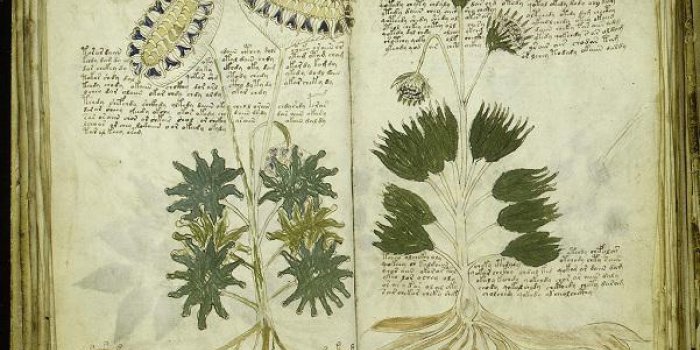 Jamais décrypté, le mystérieux manuscrit de Voynich sera bientôt publié