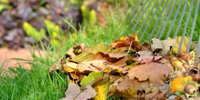 Compost : Voici les feuilles mortes &agrave; ne surtout pas y mettre