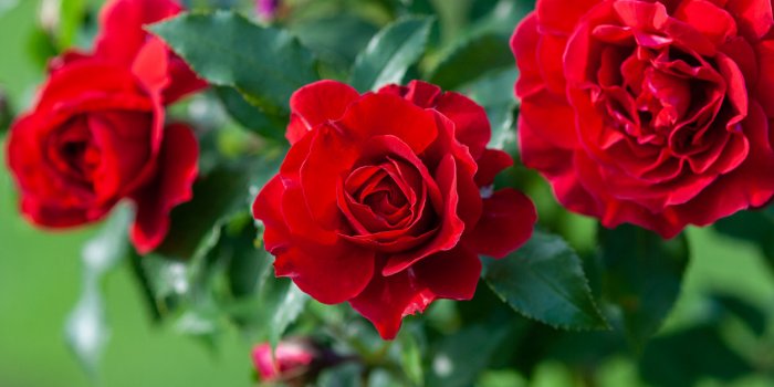 Jardin : utilisez ce légume pour faire pousser de beaux rosiers