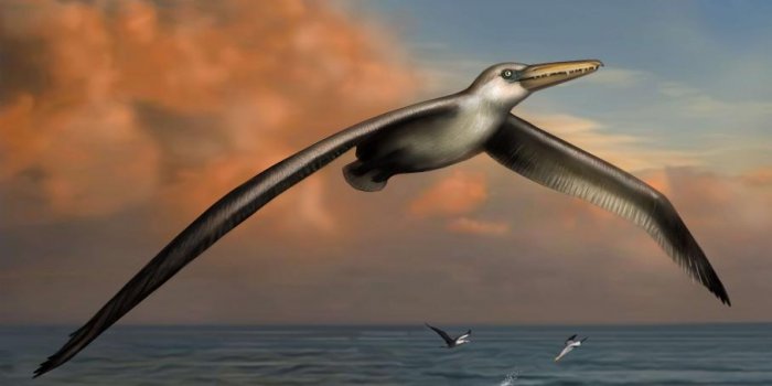 Découverte du Pelagornis Sandersi, le plus grand oiseau de l'histoire