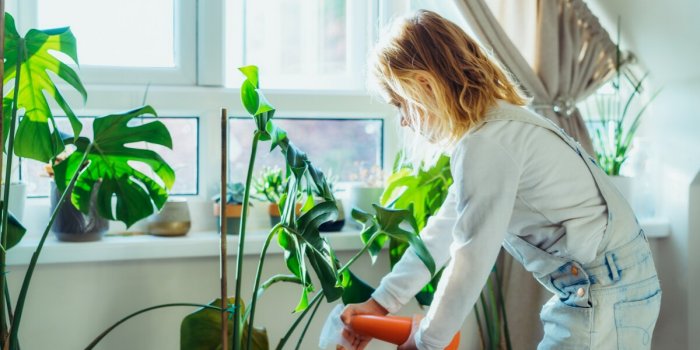 5 astuces pour sauver vos plantes d'intérieur et préserver leur couleur au retour de vacances