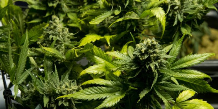Légaliser le cannabis pourrait rapporter… 2 milliards d’euros à la France