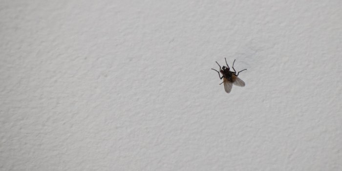 Maison : comment se débarrasser des insectes au plafond ?