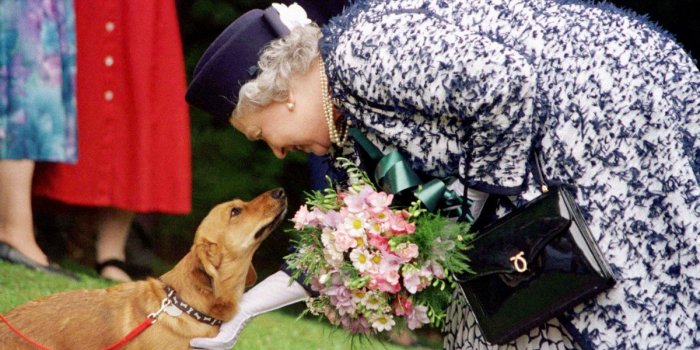 Funérailles d'Elizabeth II : cette vidéo des corgis de la reine qui a ému la toile 