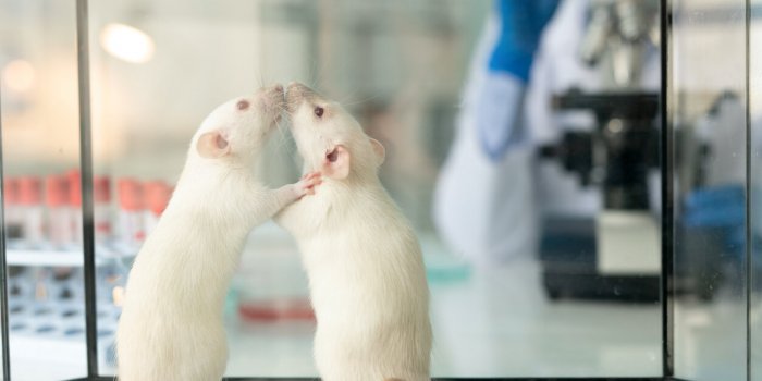 Le « cloaque comportemental », cette expérience sur les rats qui a prédit notre effondrement