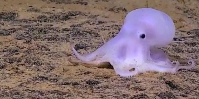 Hawaï : découverte de Casper, la petite pieuvre fantôme