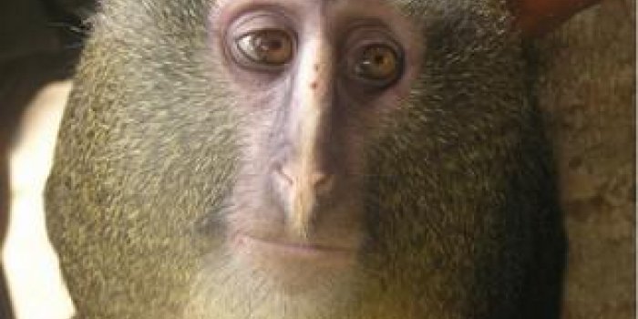 Lesula : la découverte d'une nouvelle espèce de singe