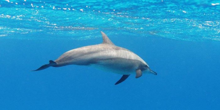 Des touristes tuent un bébé dauphin en voulant prendre des selfies