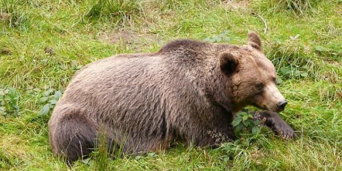 Pyrénées : l'ours brun parrainé par Ardent et Depardieu retrouvé mort