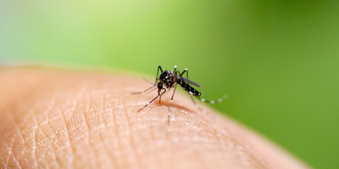 Moustiques : une nouvelle expérience pourrait peut-être vous rendre invisible à leurs yeux