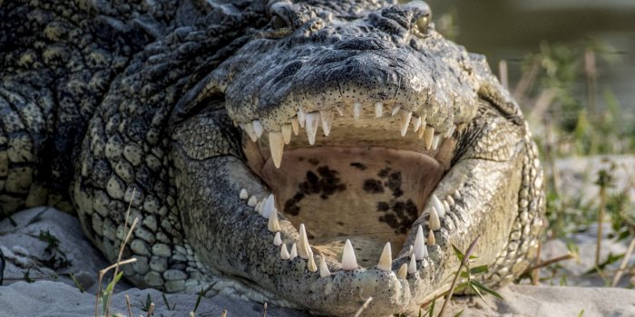Indonésie : offre récompense à celui qui réussira à retirer un pneu du cou d’un crocodile géant