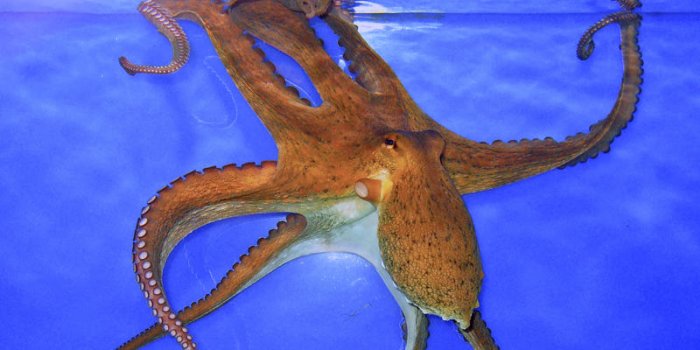 Incroyable mais vrai : une pieuvre s'évade d'un aquarium 
