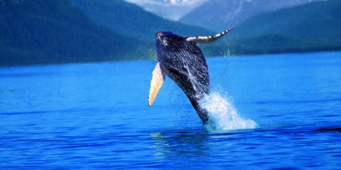 Costa sensibilise ses passagers à la préservation des baleines 