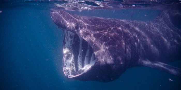 VIDÉO Un énorme requin aperçu au Cap d'Agde : faut-il s'inquiéter ? 