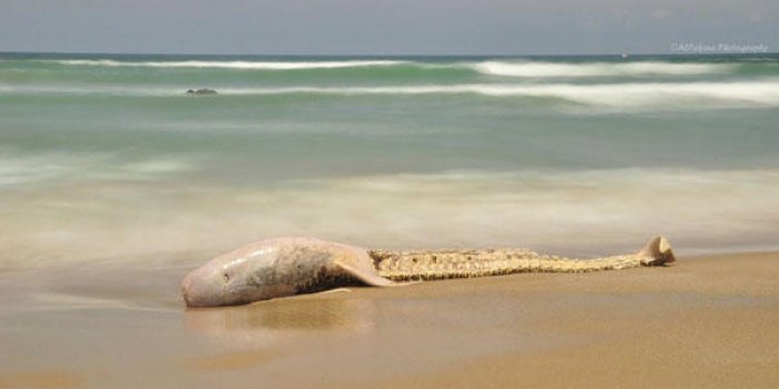 Bidart : une créature échouée sur la plage déchaine les passions