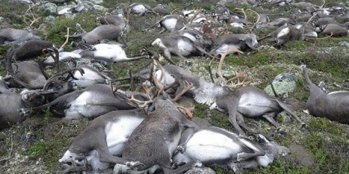 Hécatombe en Norvège : plus de 300 rennes victimes de la foudre !