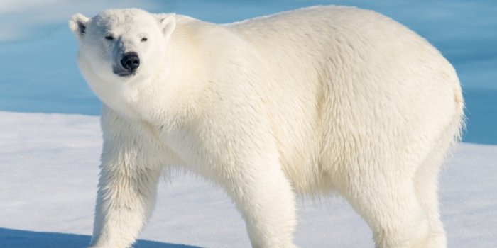 VIDÉO. Chine : un hôtel chinois exhibant deux ours polaires suscite l'indignation