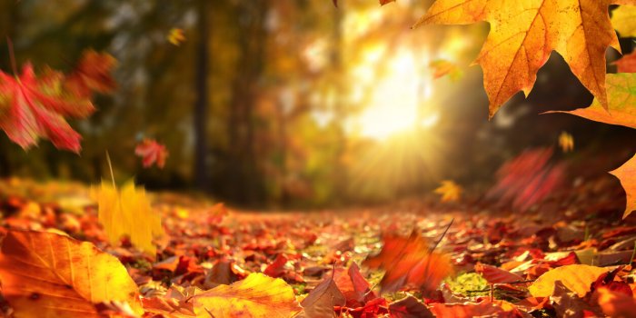 Météo de l’automne : les prévisions pour le mois d’octobre