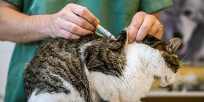 Une vétérinaire licenciée après avoir posé fièrement avec un chat qu'elle a tué 