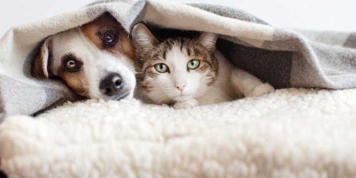 Punaises de lit : vos animaux domestiques peuvent-ils en transporter ?
