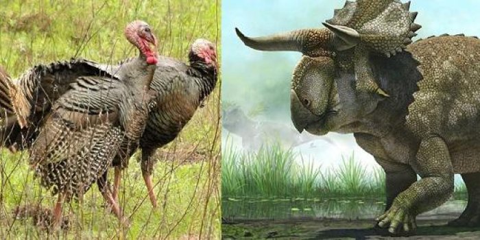 L'ancêtre du tricératops ? Un reptile bipède de la taille d'un dindon !