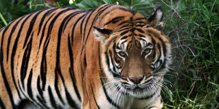 Espagne : une dresseuse mortellement attaquée par un tigre 
