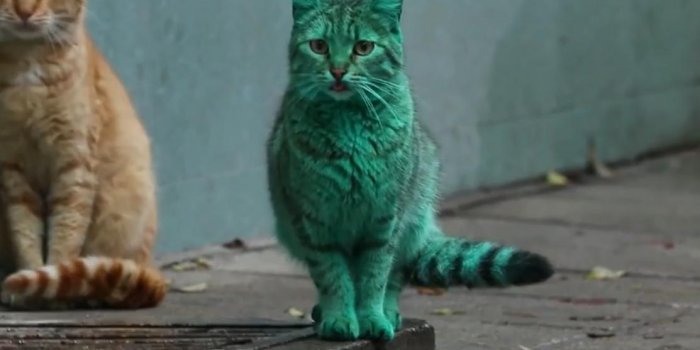 Bulgarie : le chat vert fait son retour avec... une nouvelle couleur