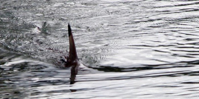 La Réunion : nouvelle attaque mortelle de requin