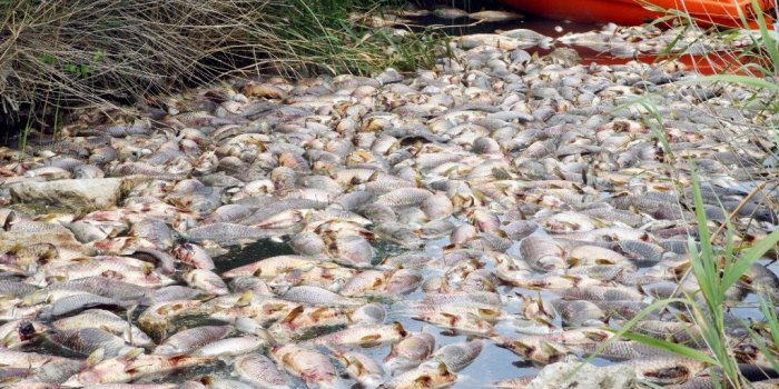 des tonnes et des tonnes de poissons morts : cette rivière française a-t-elle été empoisonnée ?