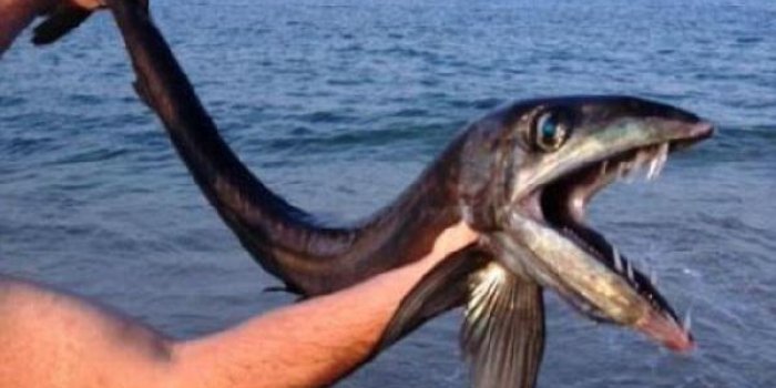 Un poisson cannibale découvert au large des Etats-Unis